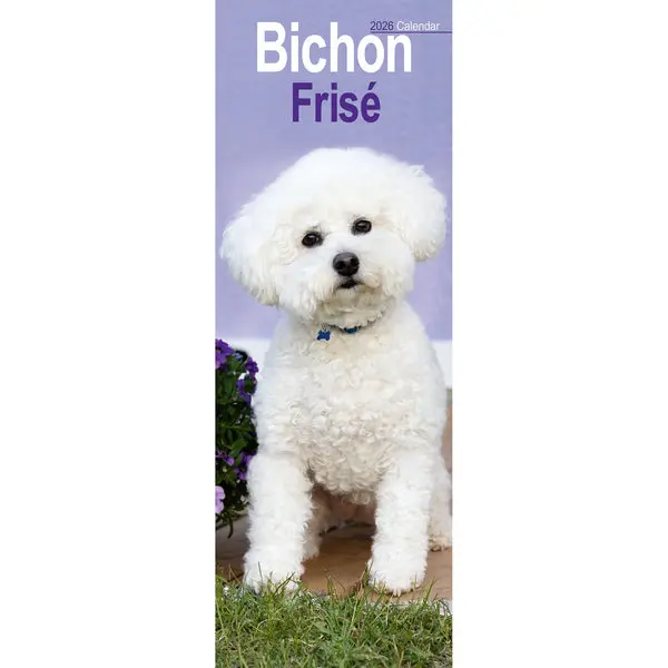 Bichon Frise Slimline Kalender 2026