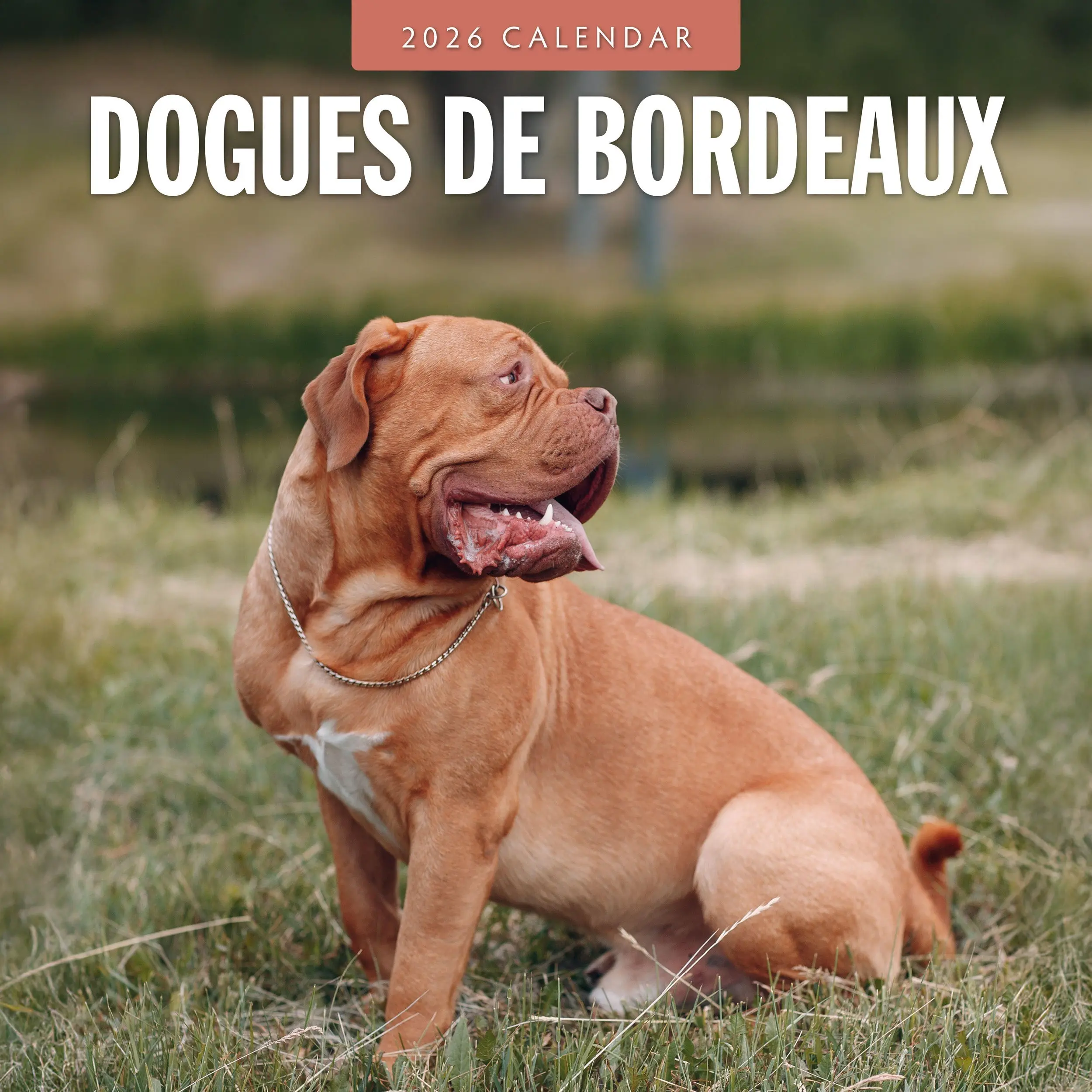 Bordeaux Dog Kalender 2026