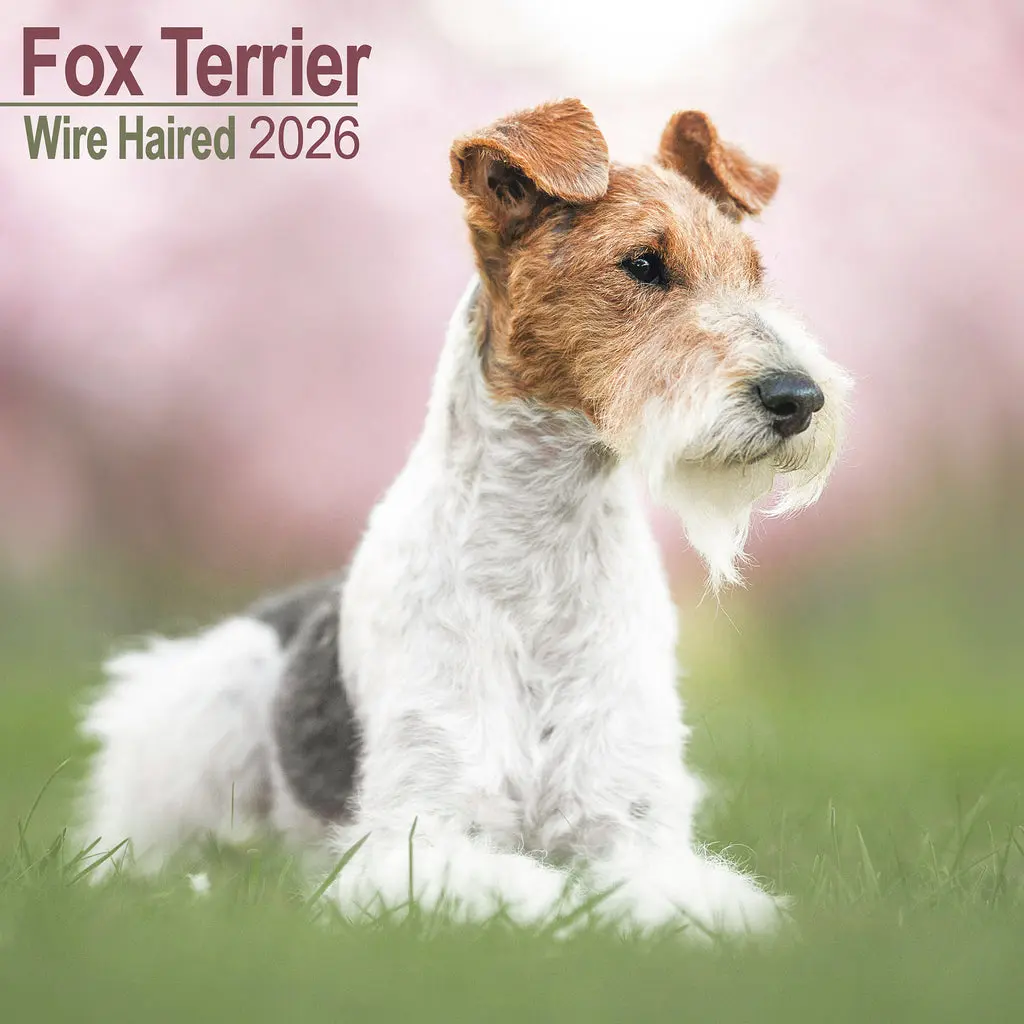 Fox Terrier Ruwhaar Kalender 2026