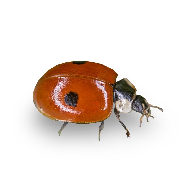 VOLWASSEN LIEVEHEERSBEESTJES | 25