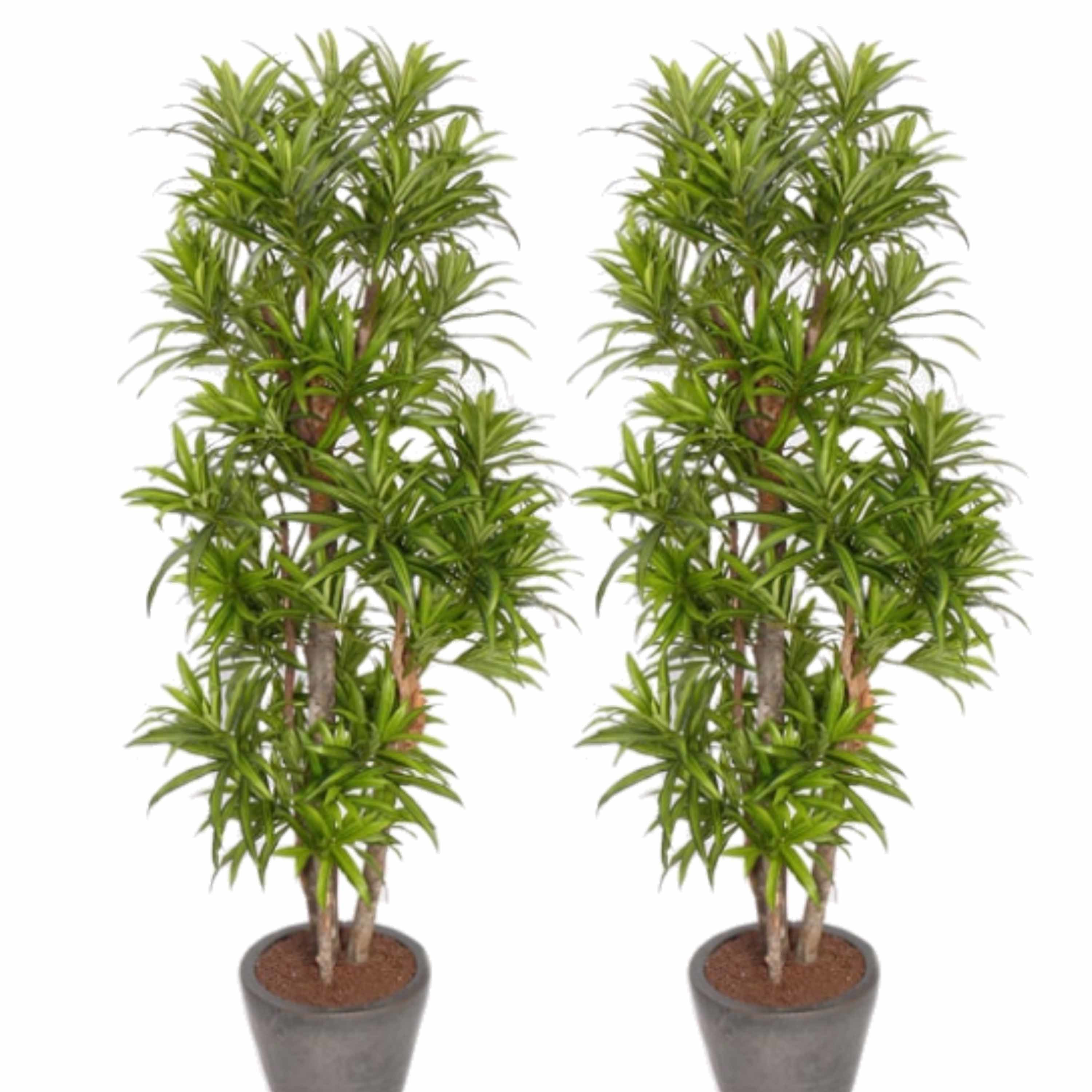 Kunstplant Groene Dracaena reflexa - 2x - H120 cm - voor binnen - nepplant - binnenplant